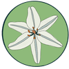 Lillian Timber Farms INC logo